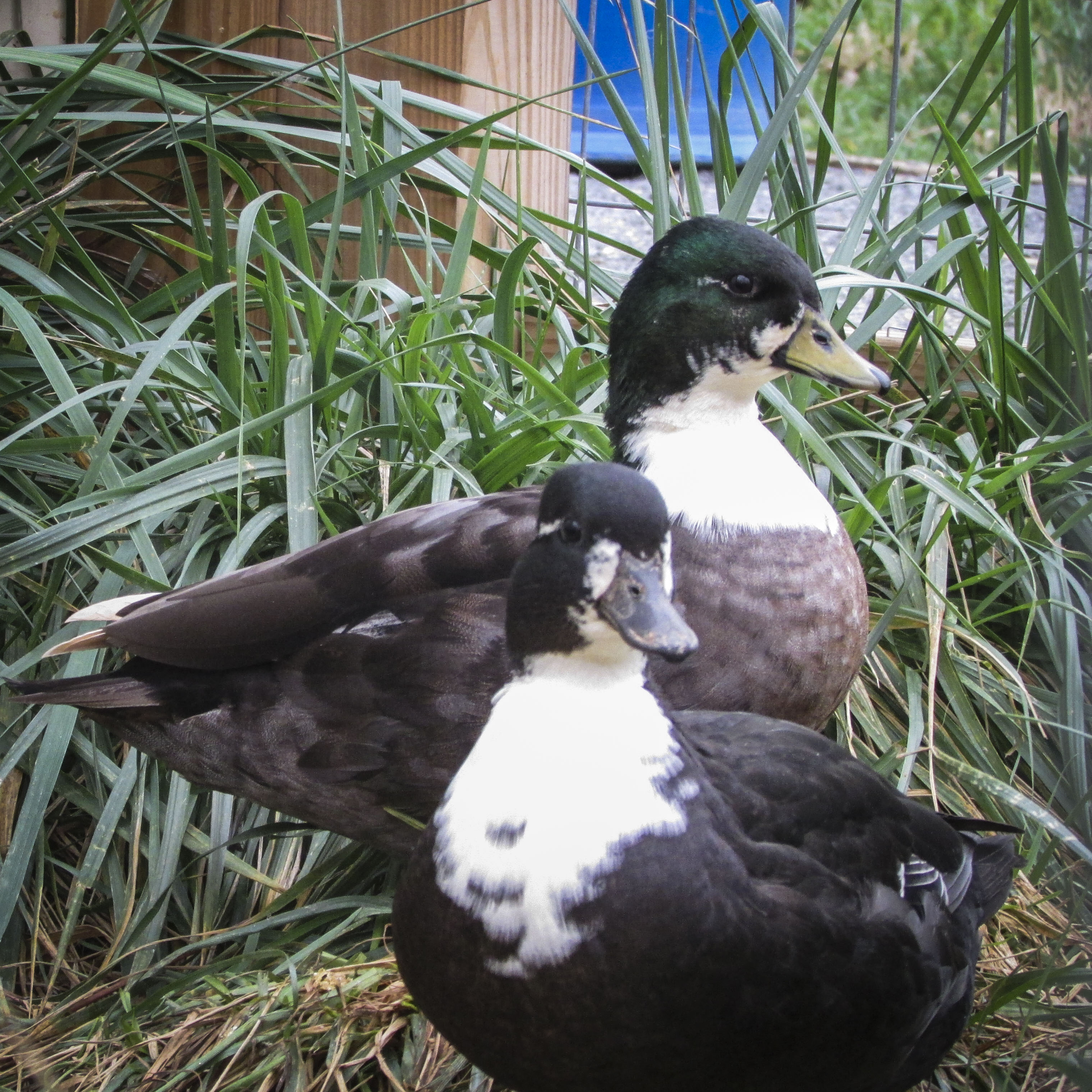 Call Ducks